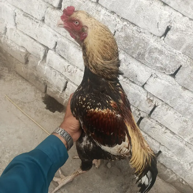 I'm selling aseel breeder healthy and active. — photo 5