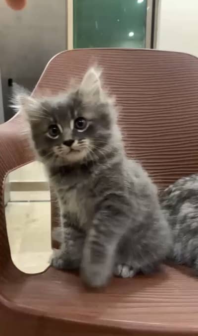 Persian silver tabby
