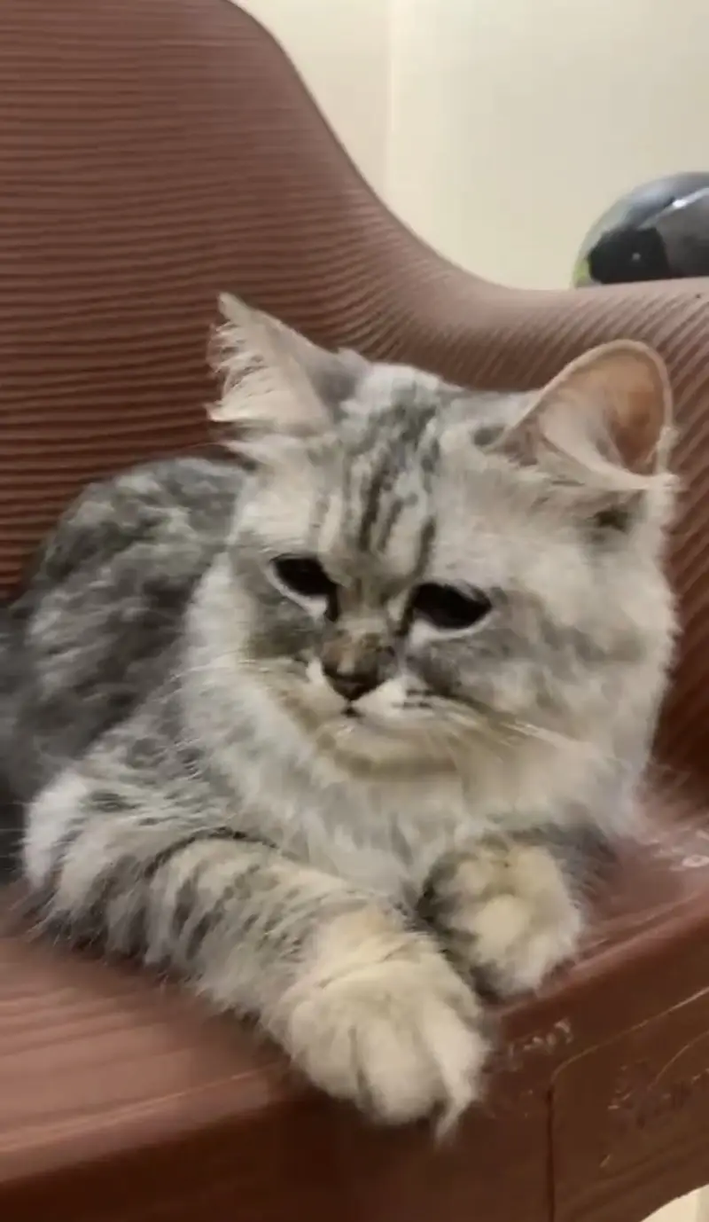 Persian silver tabby — photo 2