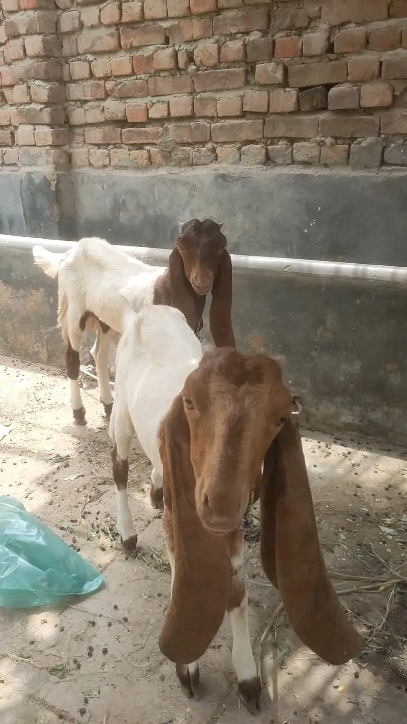 sell kar na ha — photo 2