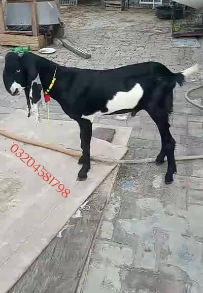quality beetal nagra pair 03204581798