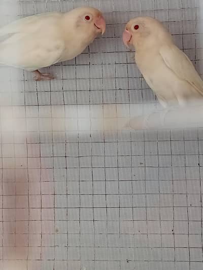 Albino red eyes lovebird