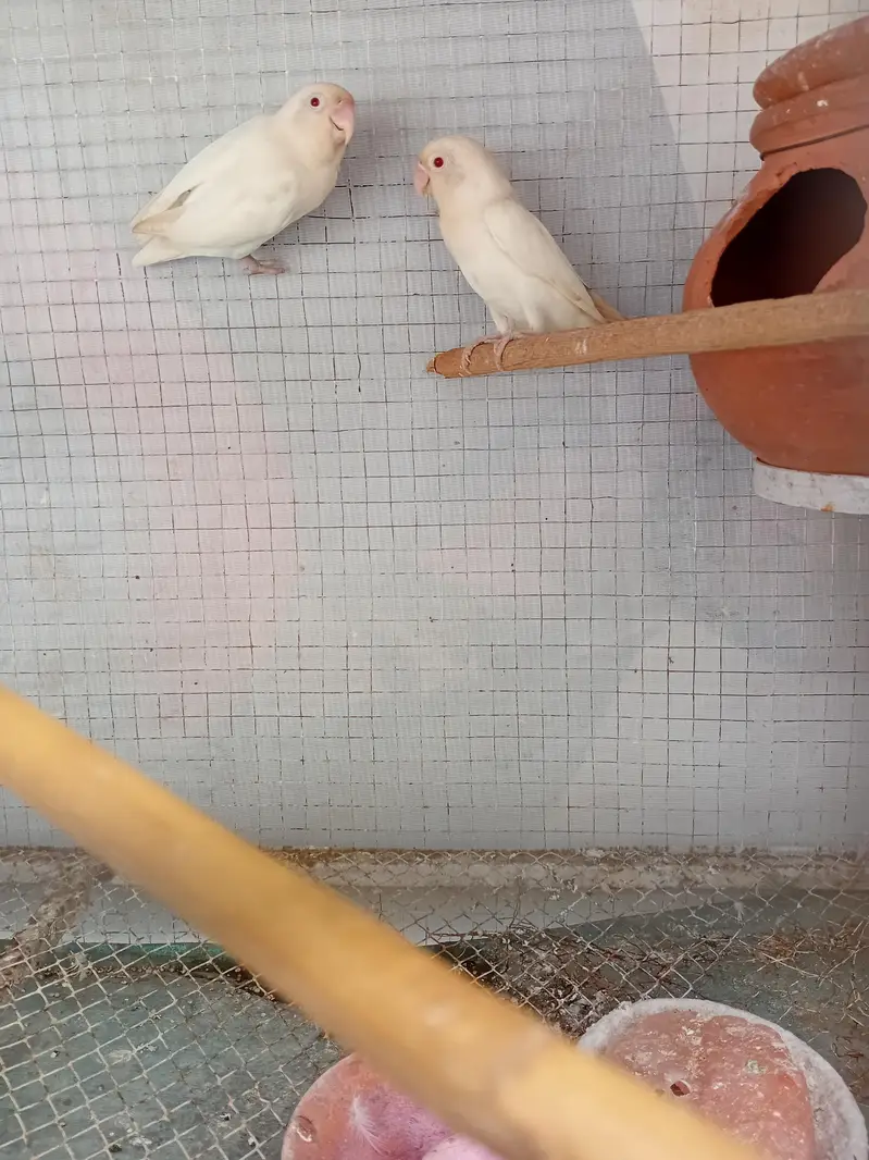 Albino red eyes lovebird — photo 2