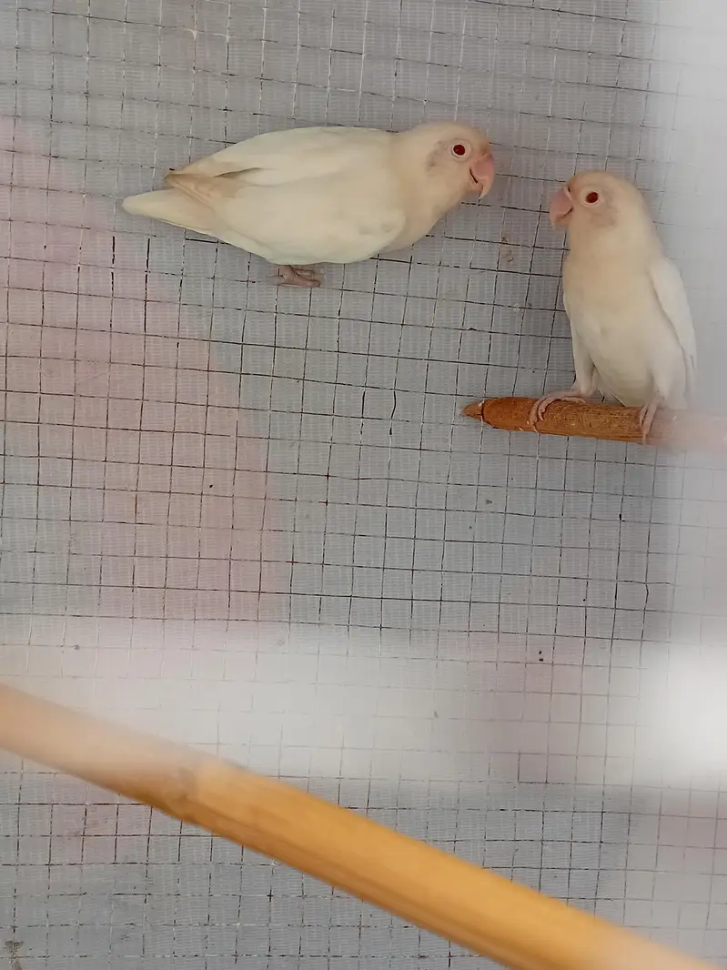 Albino red eyes lovebird — photo 3