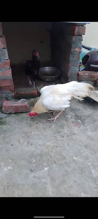 Pair Aseel murga our murgi available