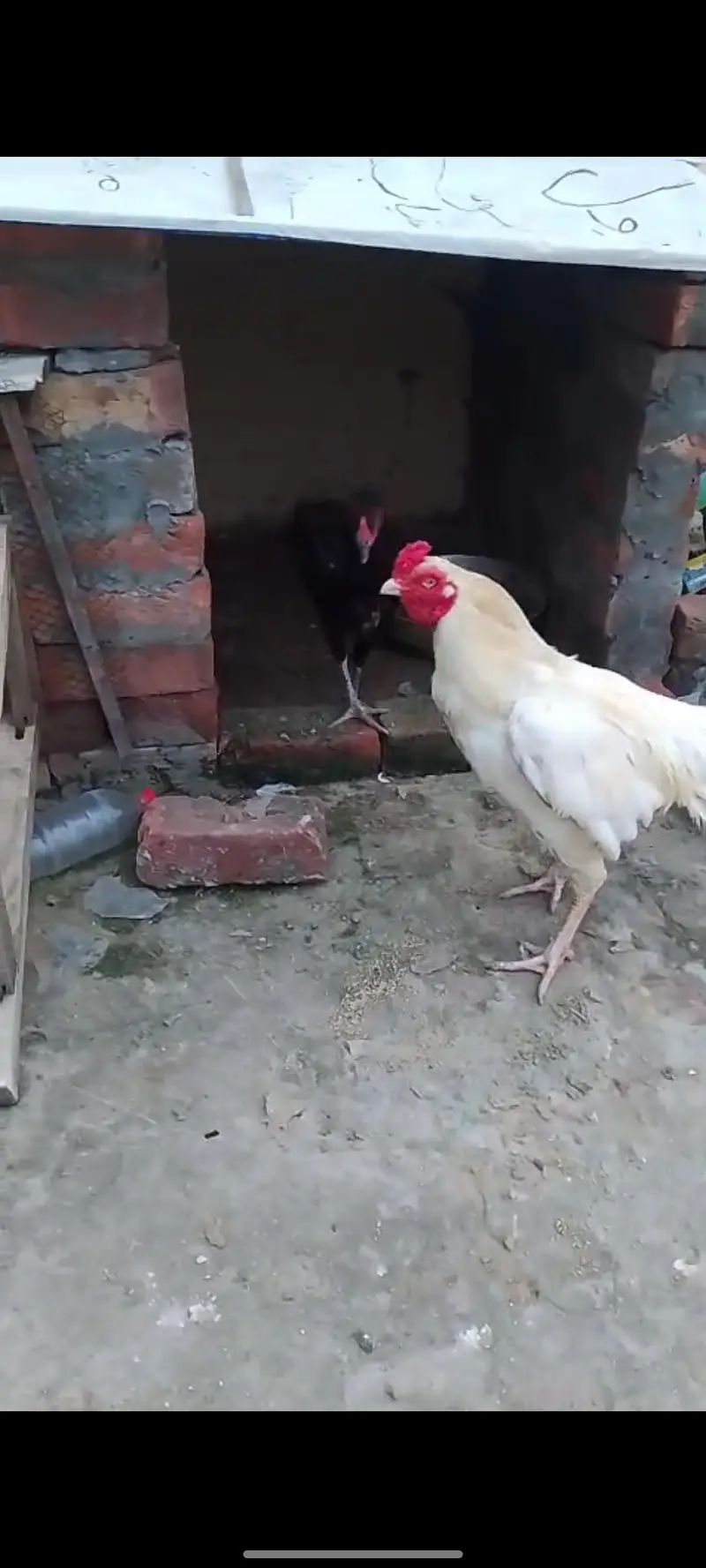 Pair Aseel murga our murgi available — photo 7