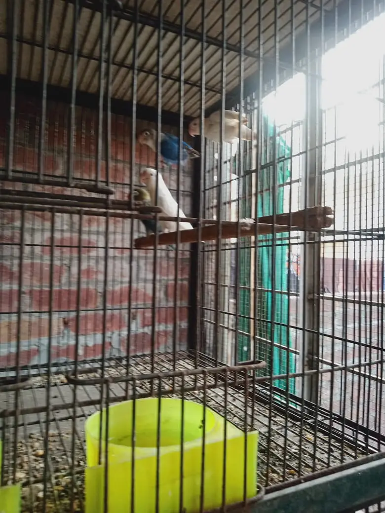 cocktail/love birds — photo 4