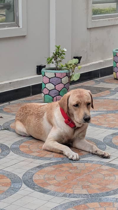 Labrador retriever