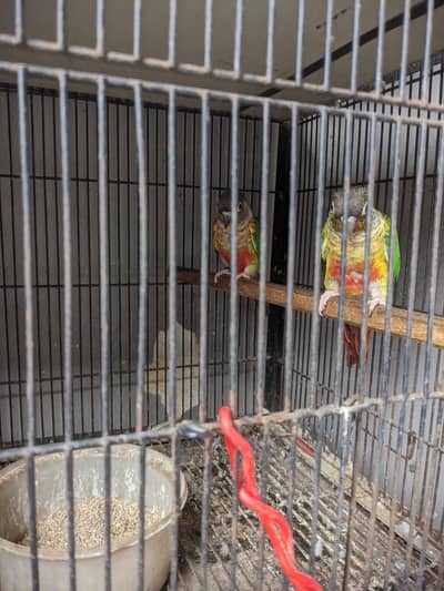 Green conure