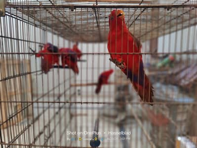 mallacan lory sun conure