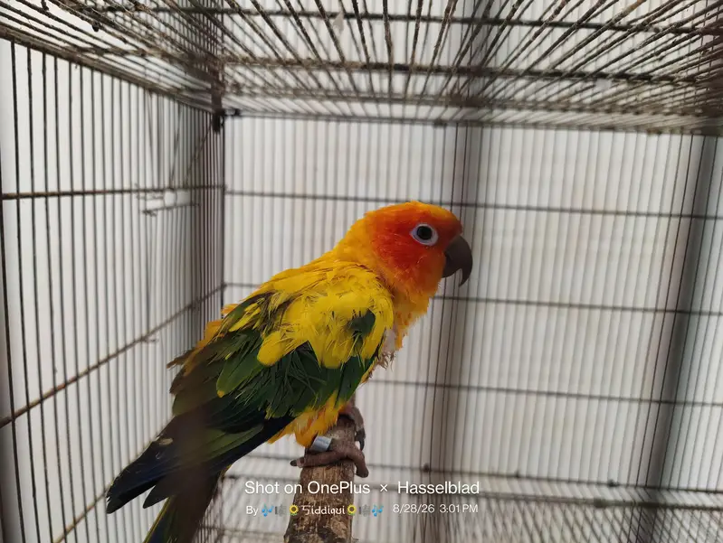 mallacan lory sun conure — photo 2
