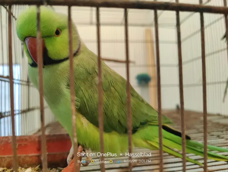 mallacan lory sun conure — photo 3