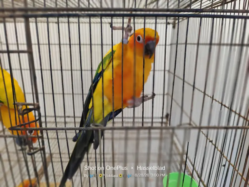 mallacan lory sun conure — photo 4