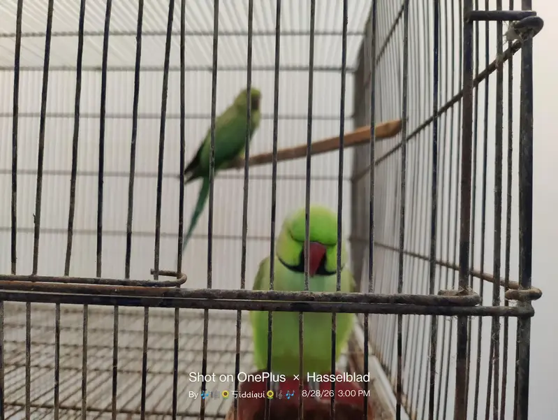mallacan lory sun conure — photo 5