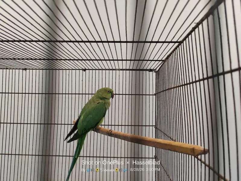mallacan lory sun conure — photo 6
