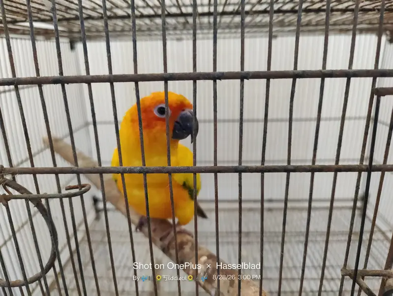 mallacan lory sun conure — photo 7