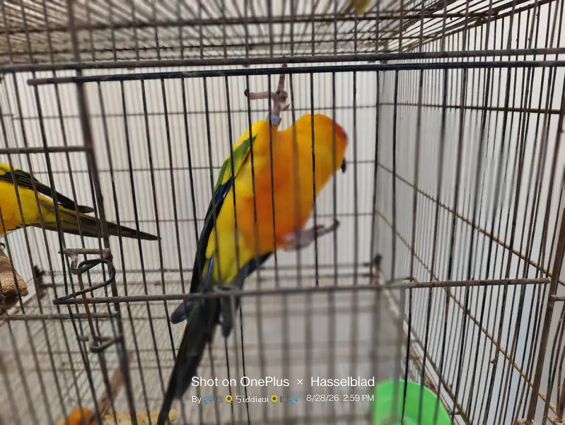 mallacan lory sun conure — photo 8