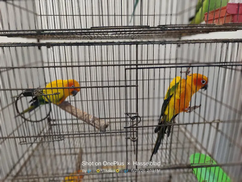 mallacan lory sun conure — photo 9