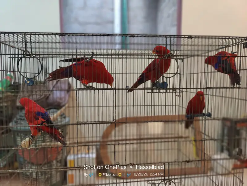 mallacan lory sun conure — photo 10