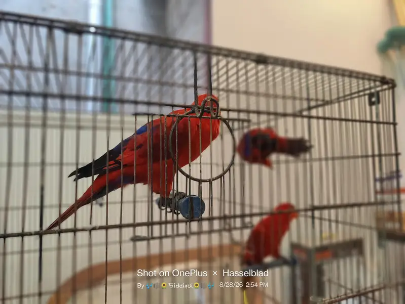 mallacan lory sun conure — photo 11