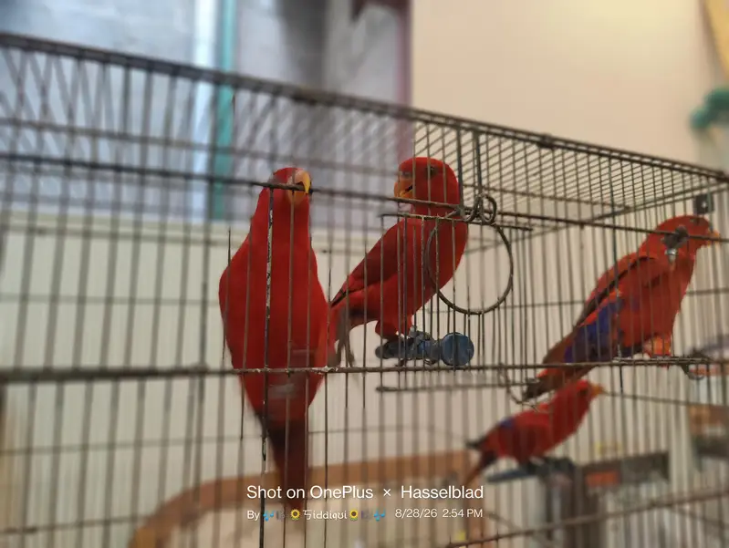mallacan lory sun conure — photo 12