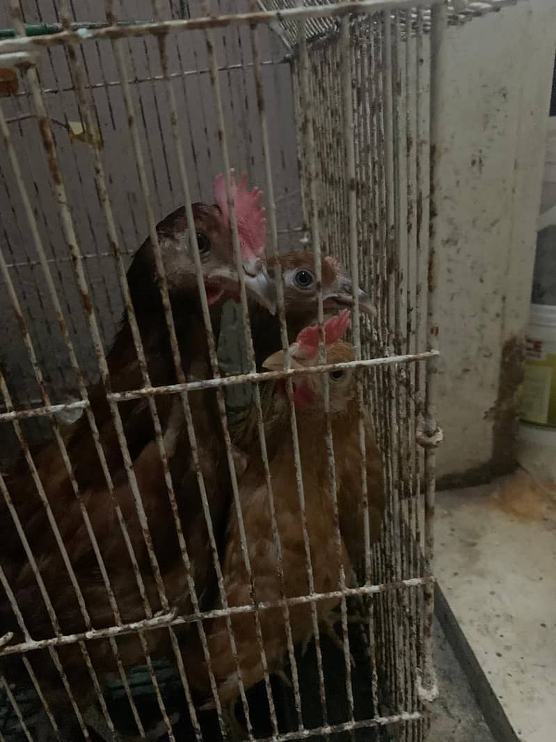Desi hens 0