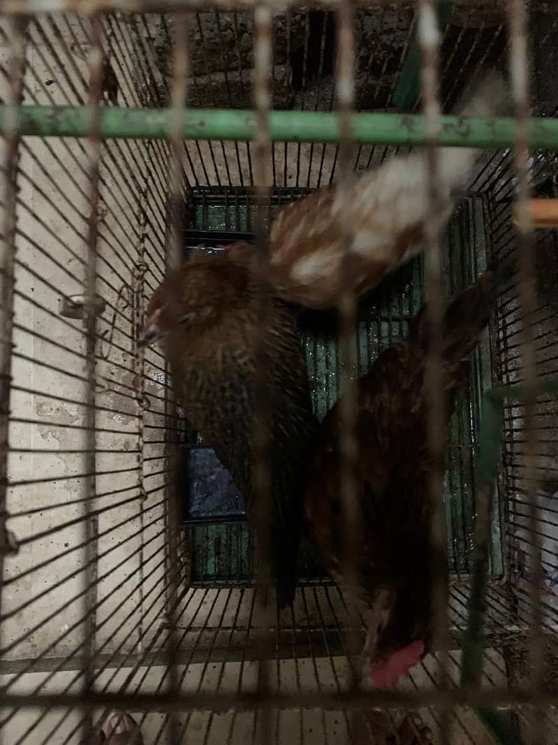 Desi hens 1