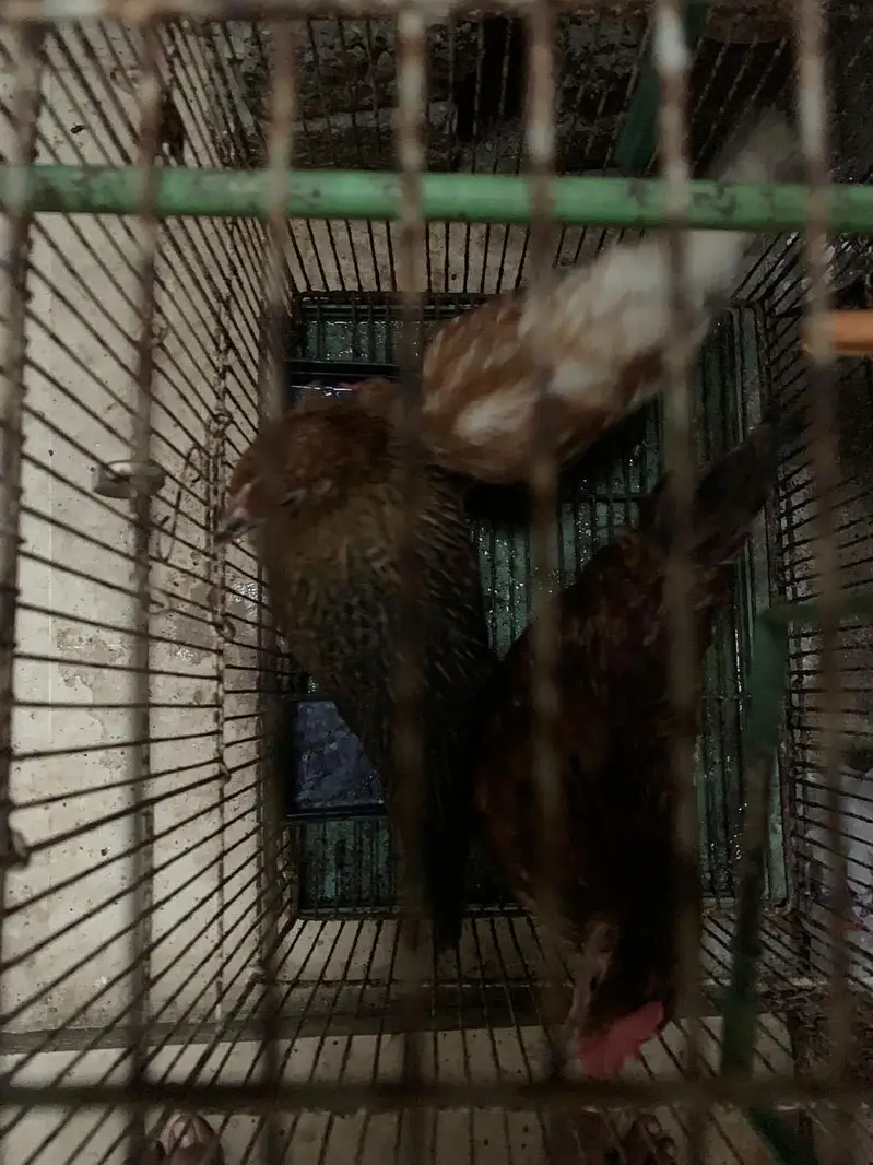 Desi hens — photo 2