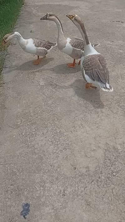 1 Male 2 Female Ducks For Sale