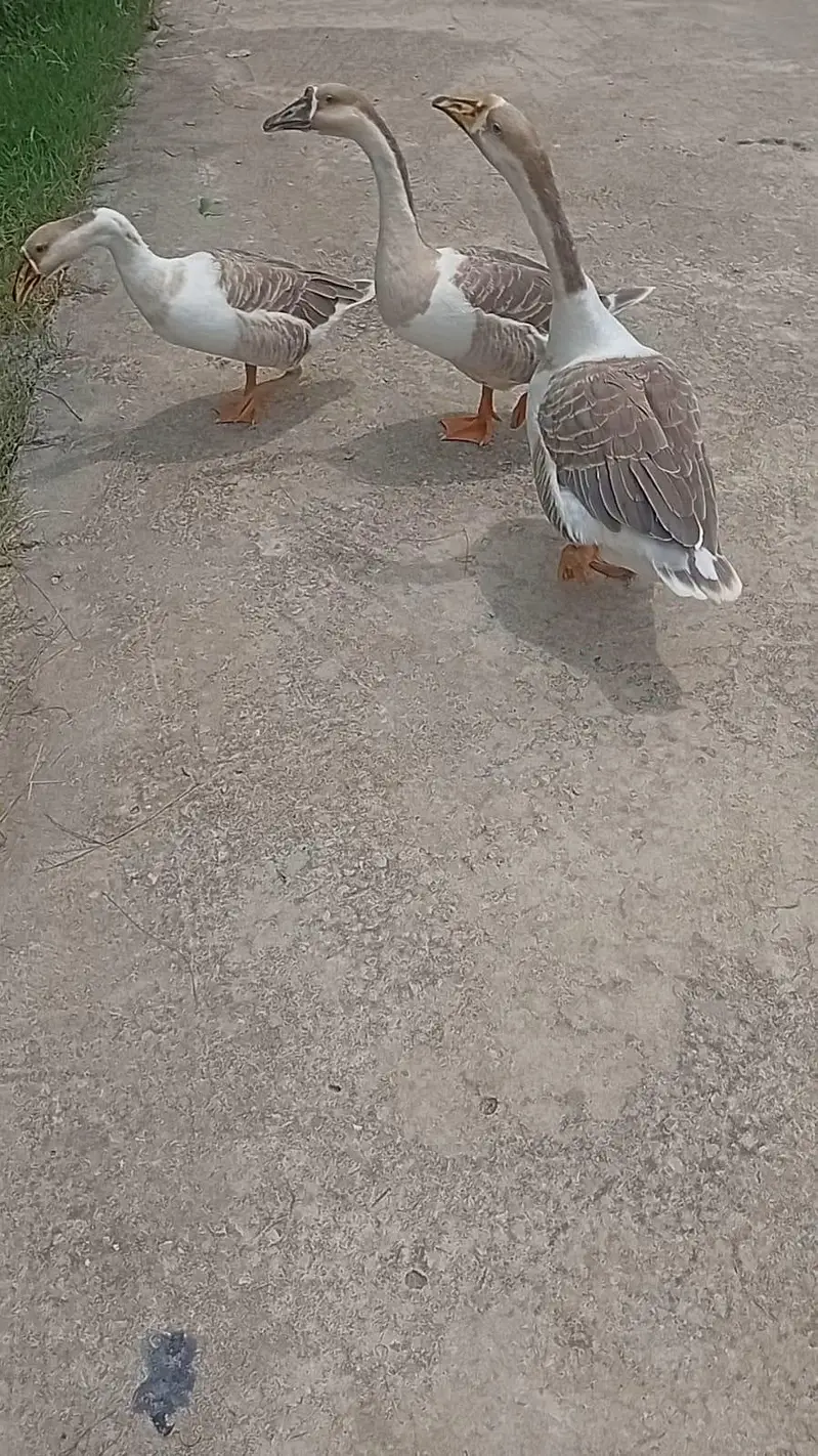 1 Male 2 Female Ducks For Sale