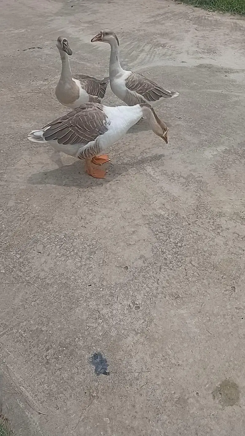 1 Male 2 Female Ducks For Sale — photo 2