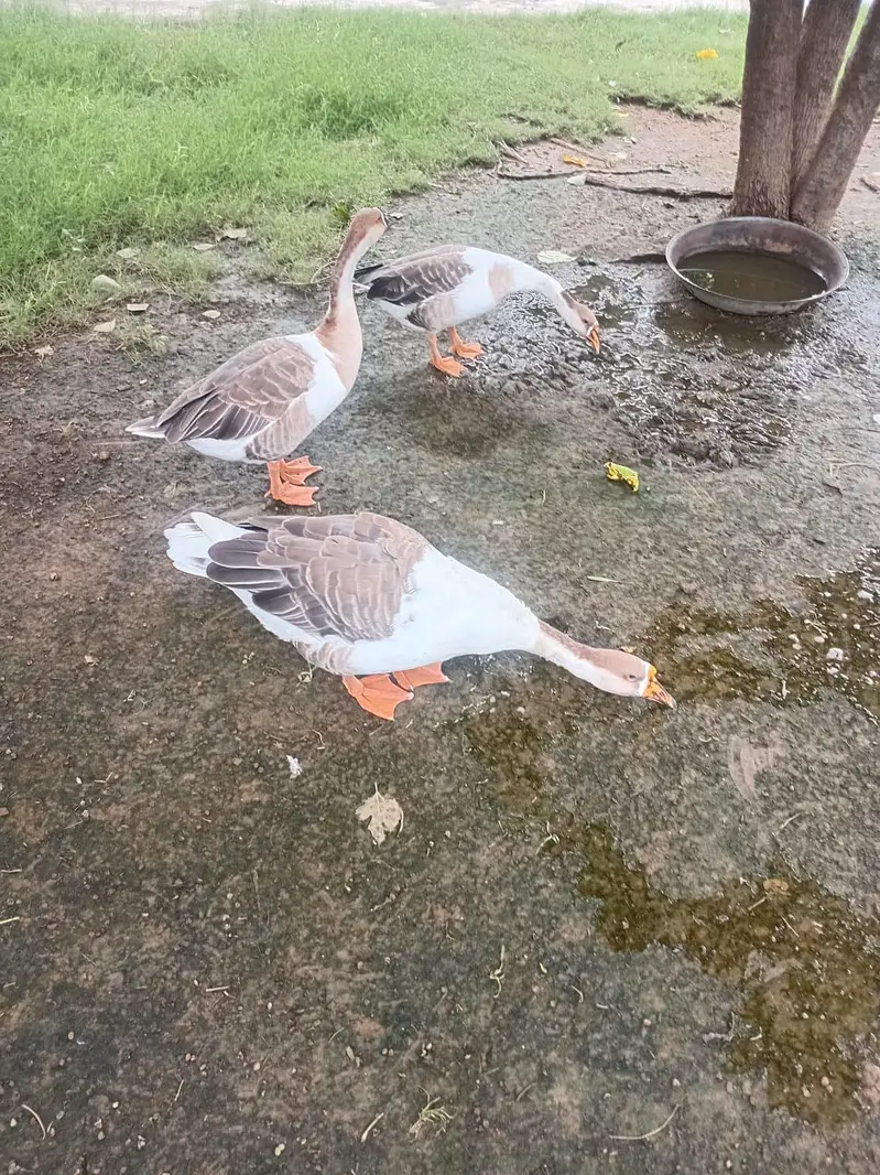 1 Male 2 Female Ducks For Sale — photo 3