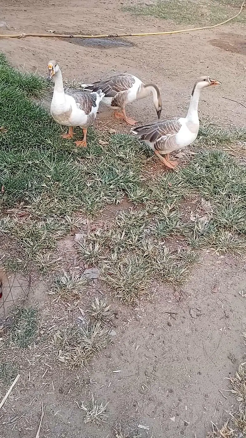 1 Male 2 Female Ducks For Sale — photo 4