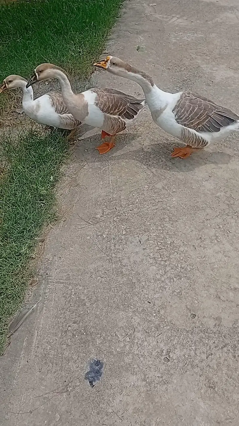 1 Male 2 Female Ducks For Sale — photo 5