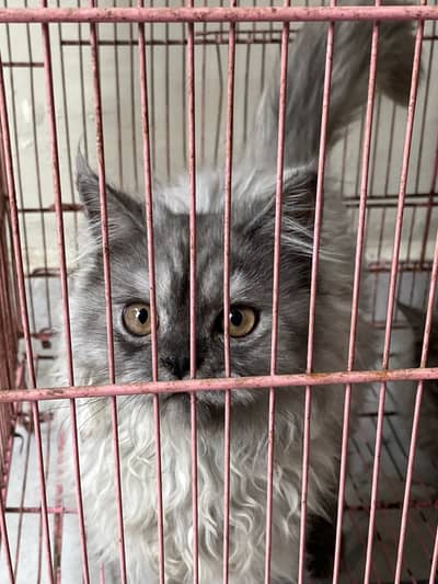 Persian