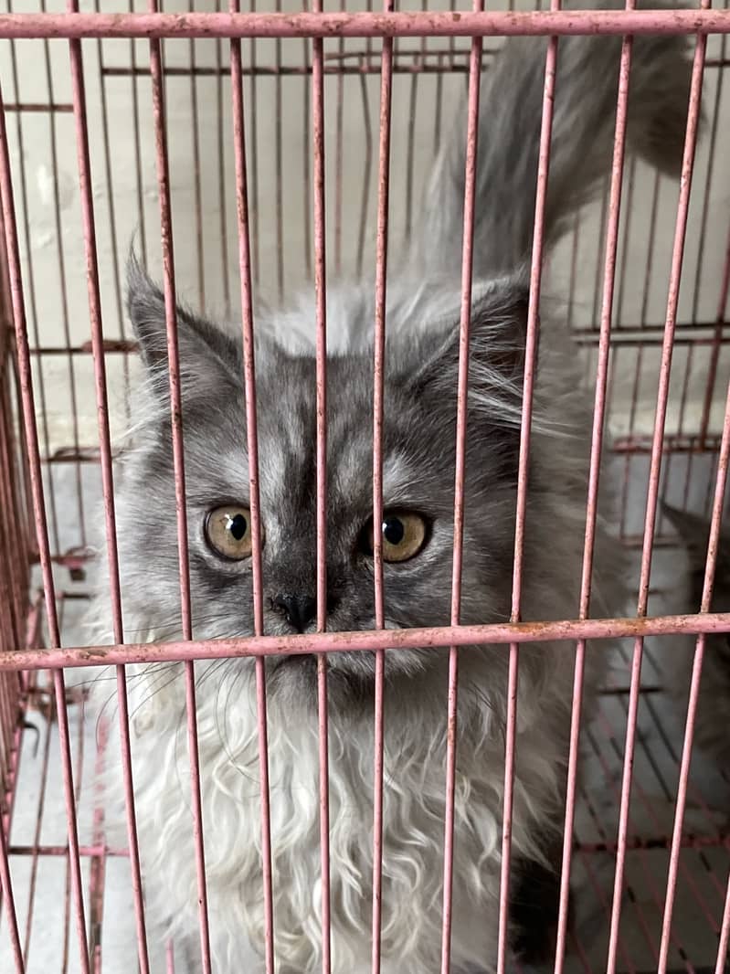 Persian 0