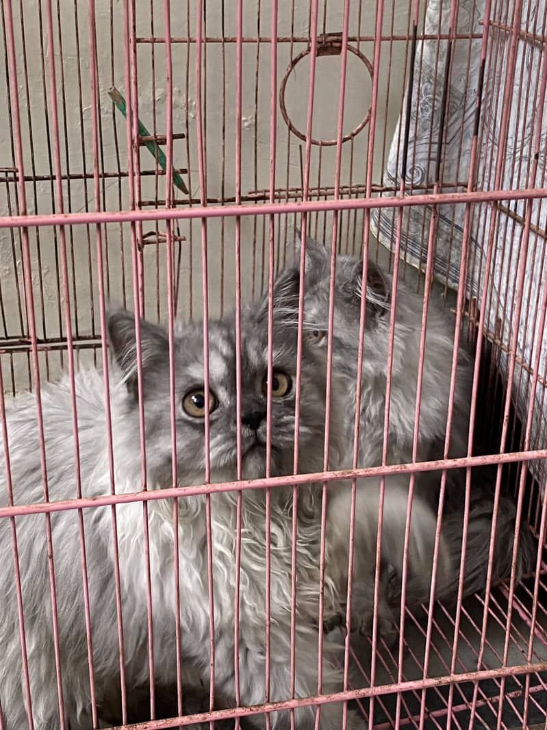 Persian 1