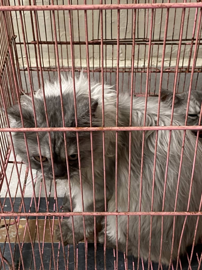 Persian 2