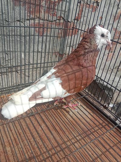 Red Jogi Male