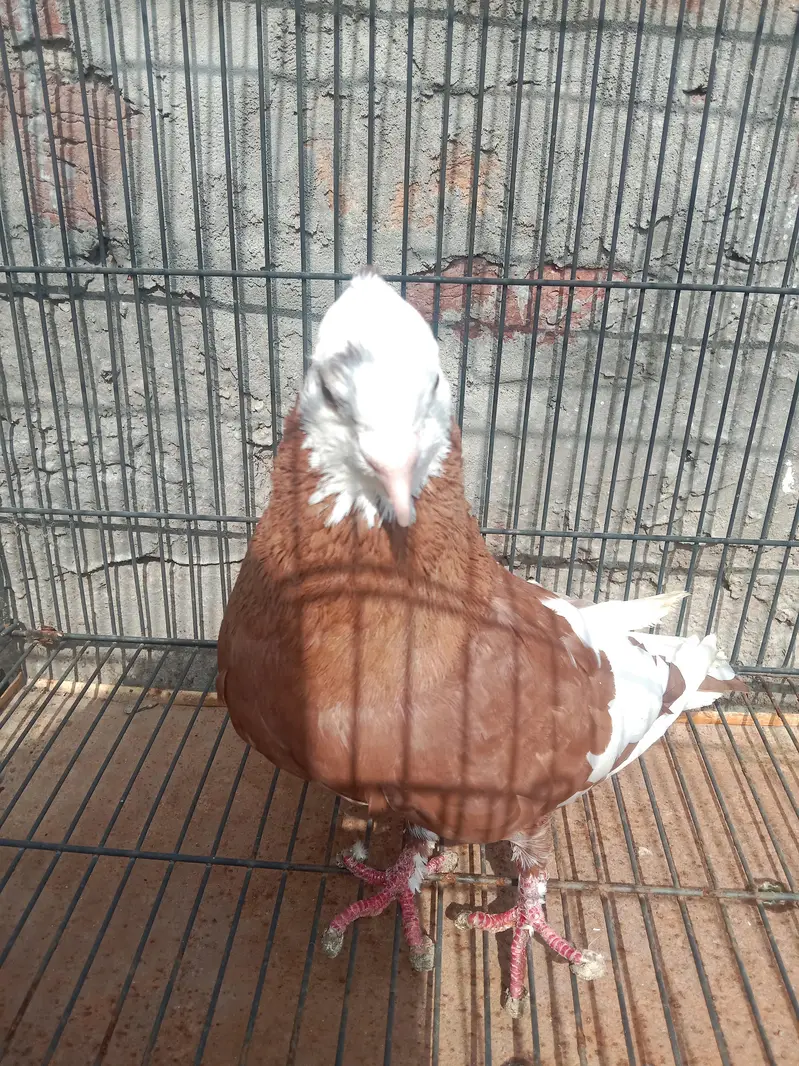 Red Jogi Male — photo 2