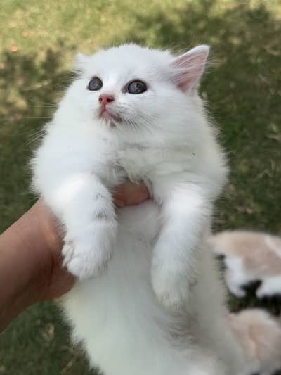 Persion kitten pair
