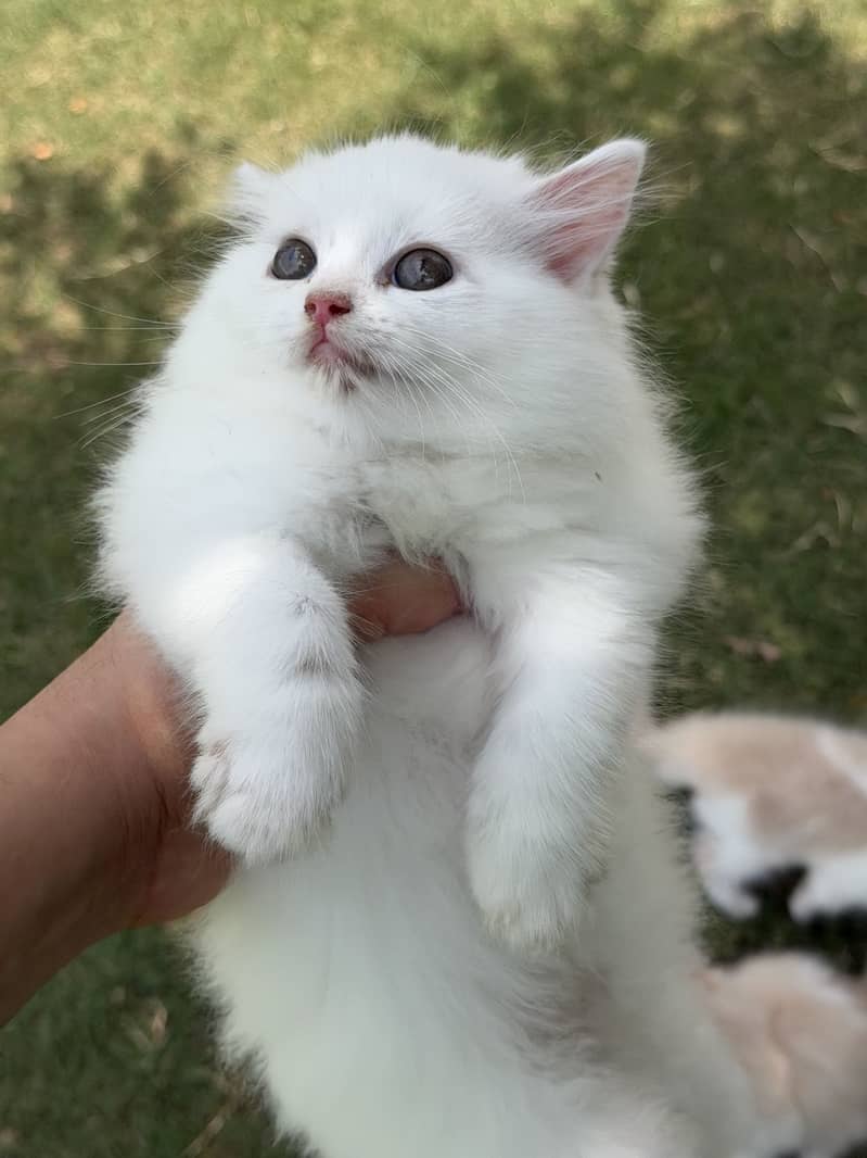 Persion kitten pair 0