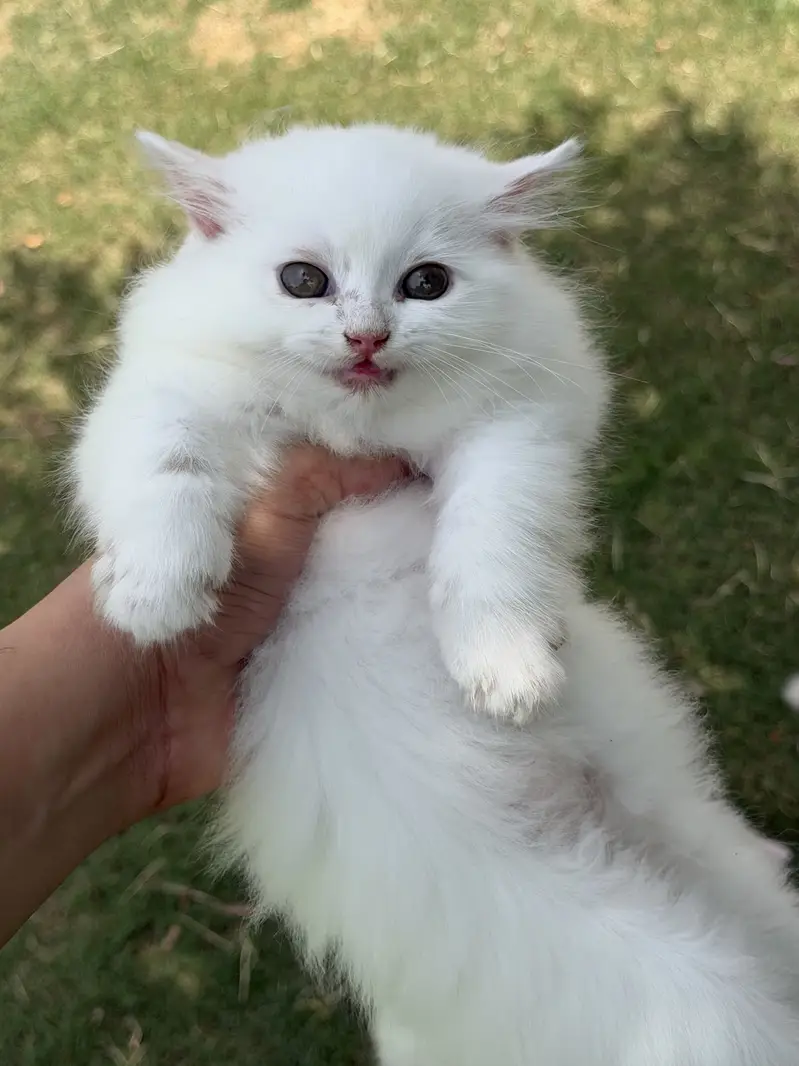 Persion kitten pair — photo 2
