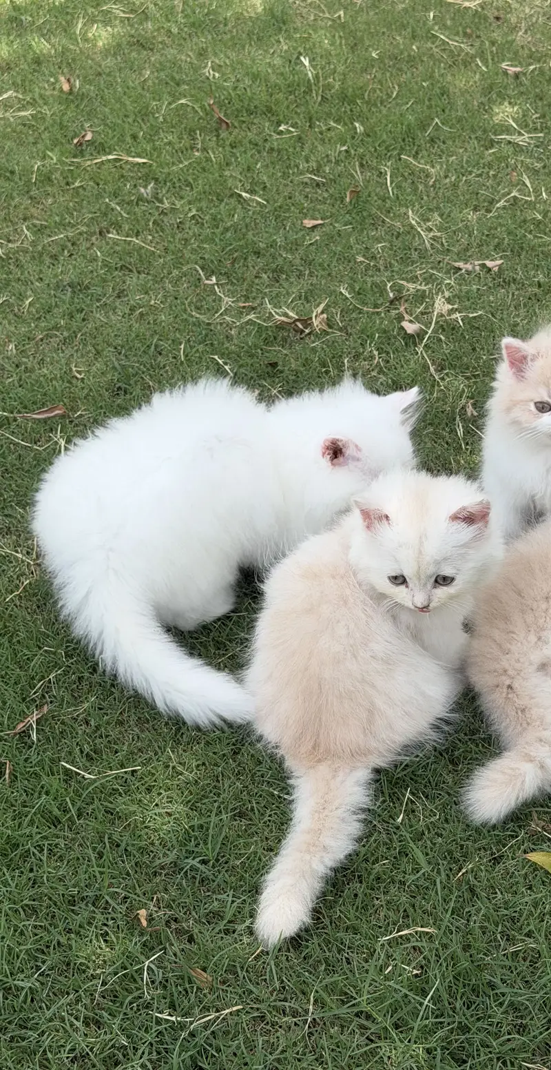 Persion kitten pair — photo 3