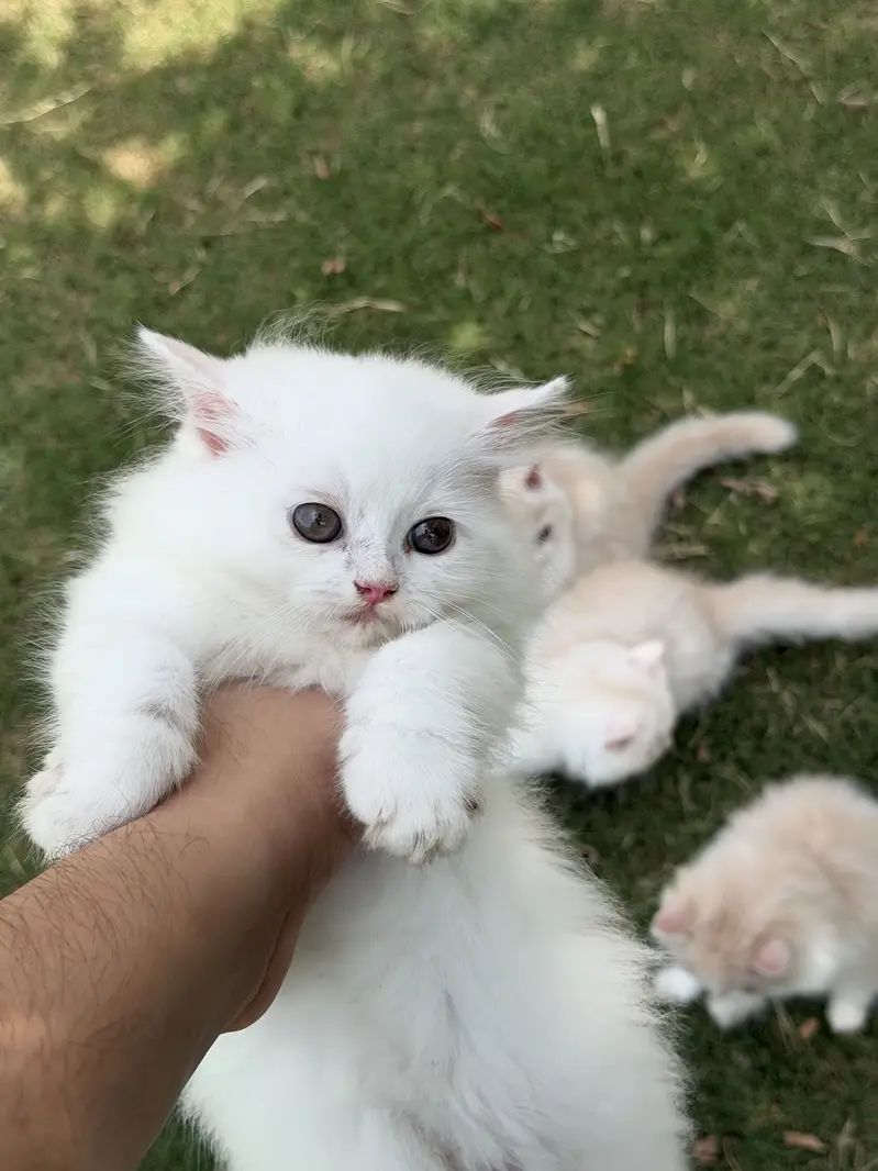 Persion kitten pair — photo 4