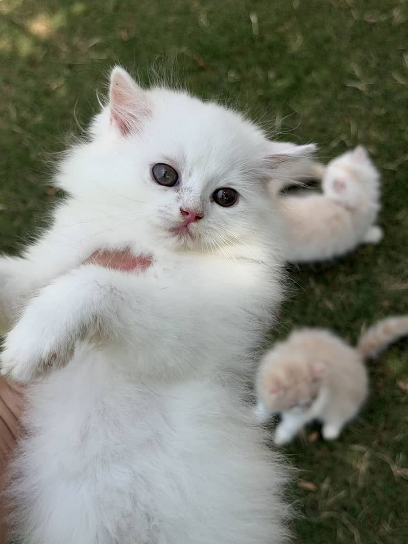 Persion kitten pair 4