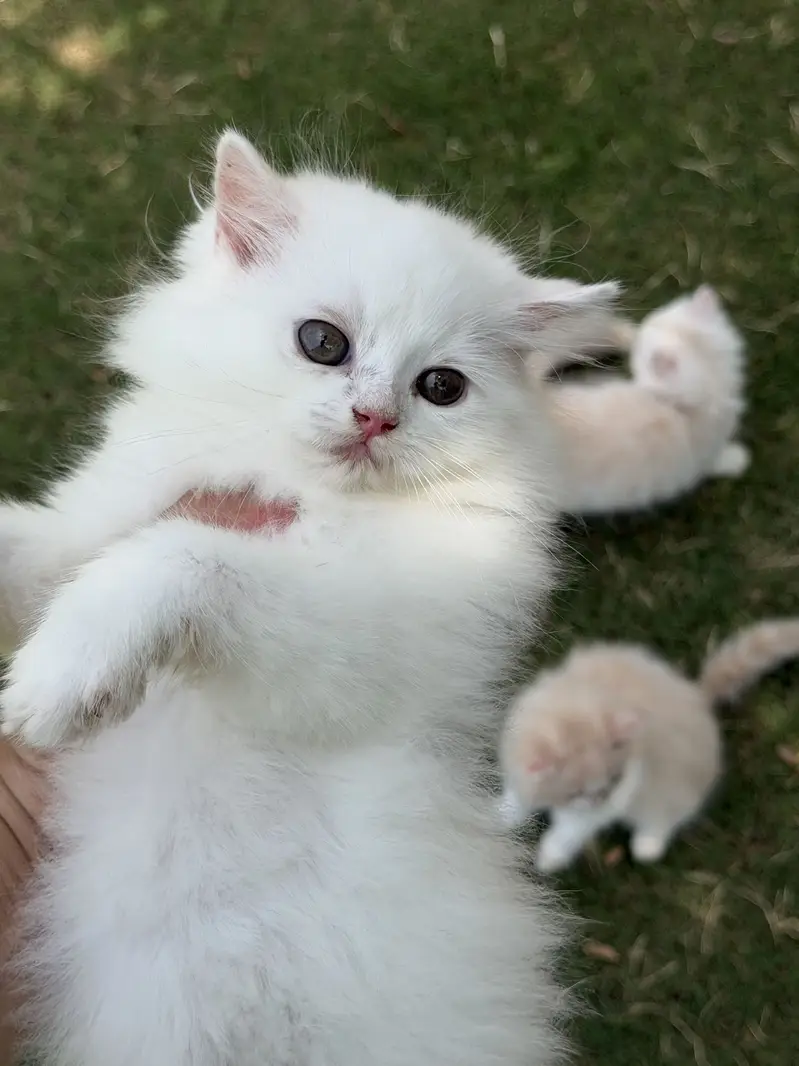 Persion kitten pair — photo 5