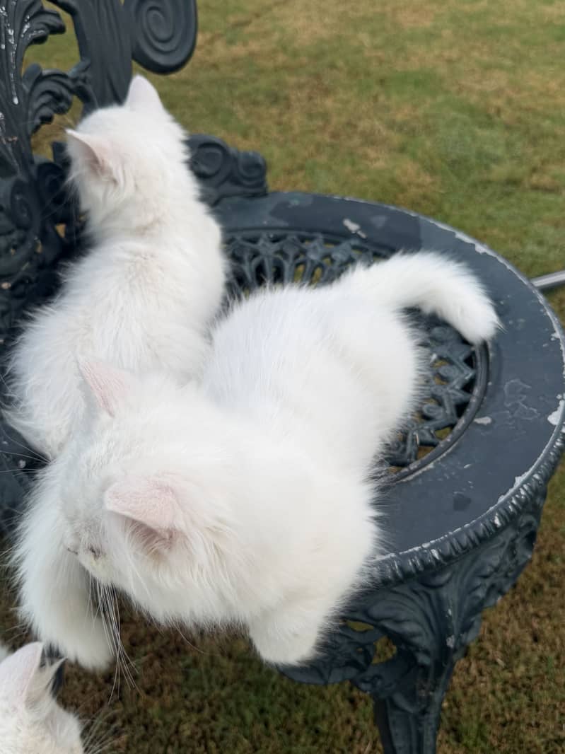 Persion kitten pair 5