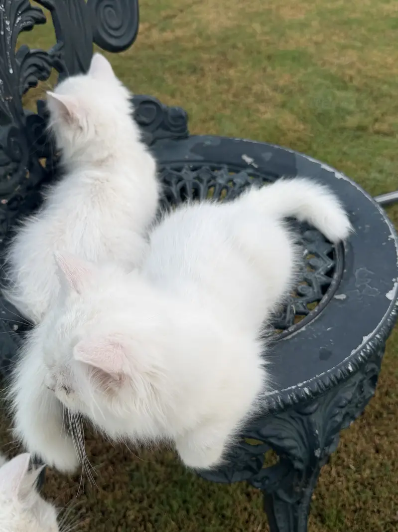 Persion kitten pair — photo 6