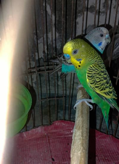 Australian parrot